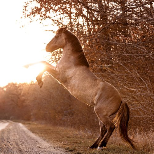 Dein Pferd in Action
