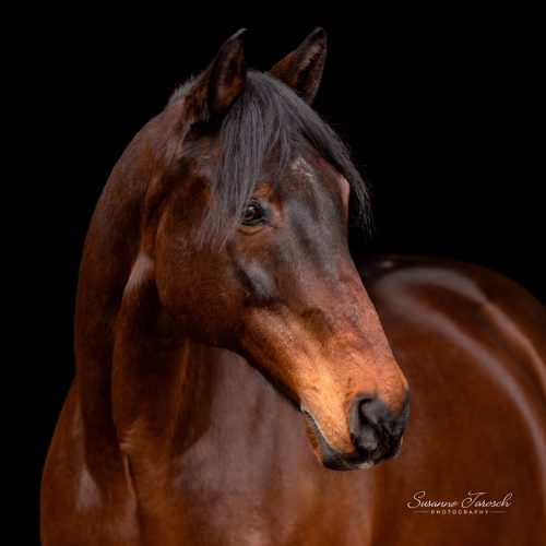 Black Beauty – separates Shooting