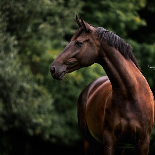 Klassisches Portrait